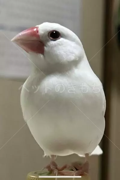 迷子鳥の画像