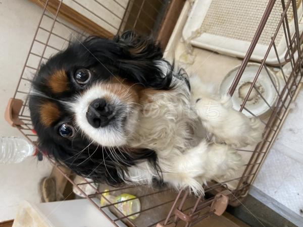 迷子犬の画像