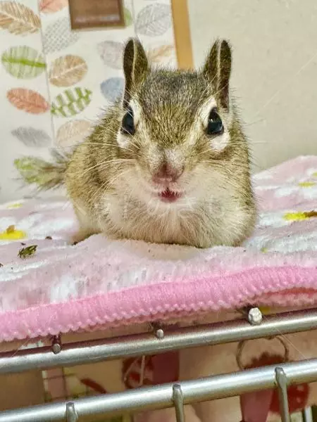 迷子ペットの画像