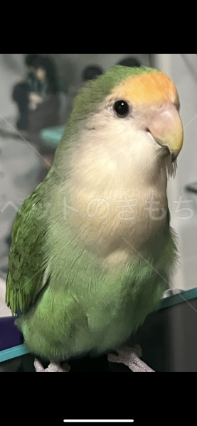 迷子鳥の画像