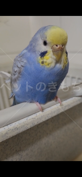 迷子鳥の画像