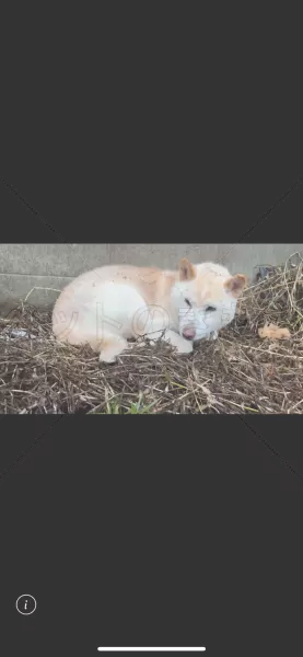 コメントの画像