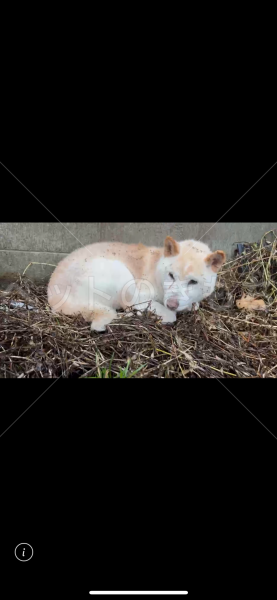 コメントの画像