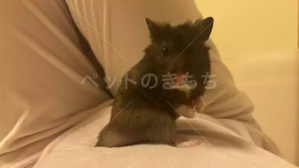 迷子ペットの画像