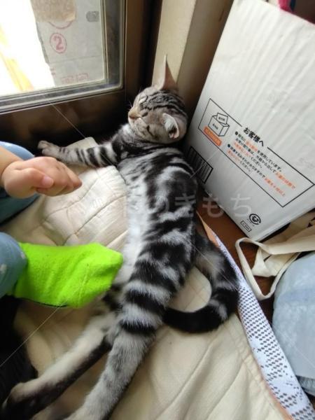 迷子猫の画像