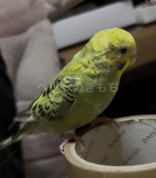 迷子鳥の画像