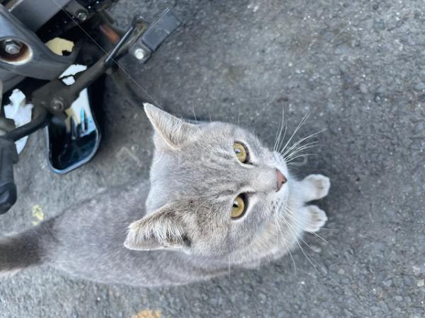 迷子猫の画像