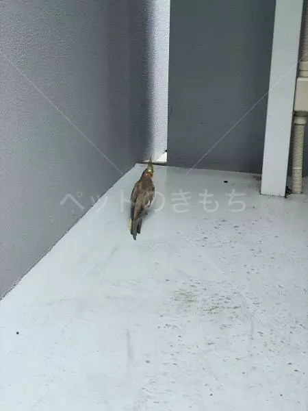 コメントの画像