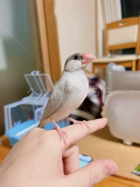 迷子鳥の画像
