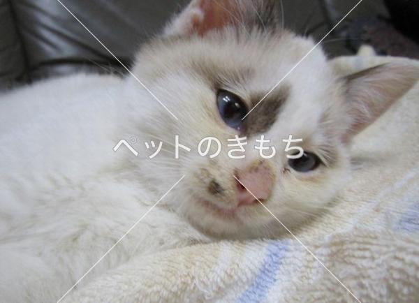 迷い猫の写真