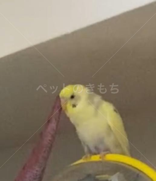 迷子鳥の画像