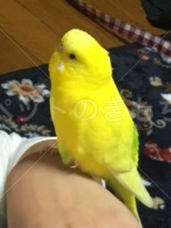 迷子鳥の画像