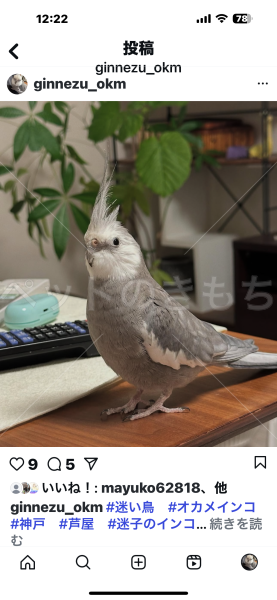 迷子鳥の画像