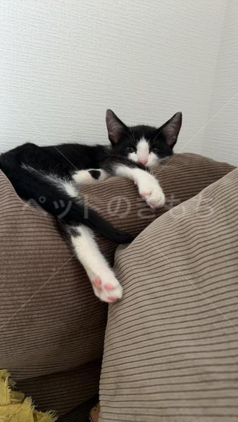 迷子猫の画像