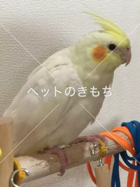 迷子鳥の画像
