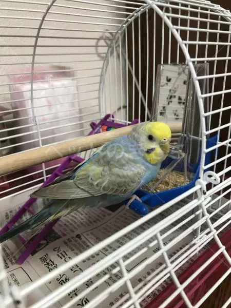 コメント投稿の画像