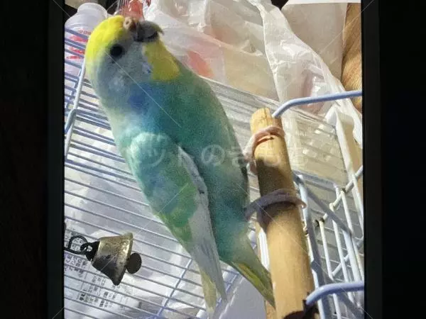 迷子鳥の画像