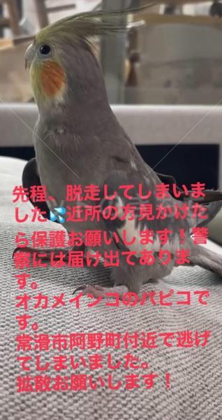 迷子鳥の画像