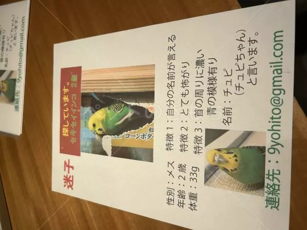 迷子鳥の画像