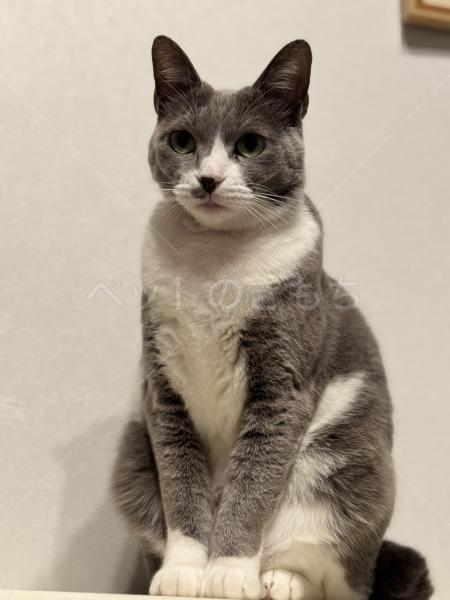 迷子猫の画像
