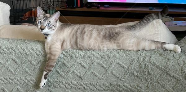 迷子猫の画像