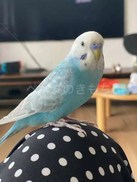 迷子鳥の画像