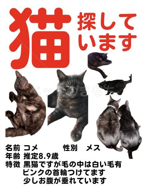 迷子猫の画像