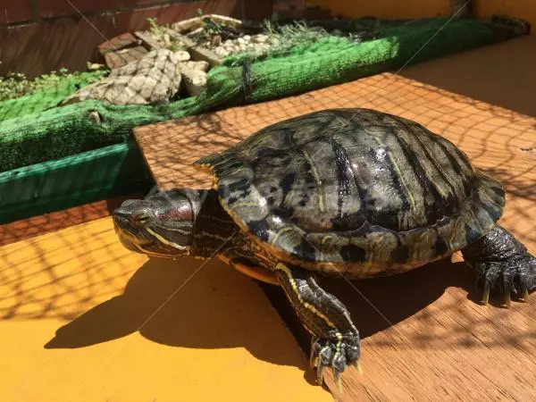 迷子ペットの画像