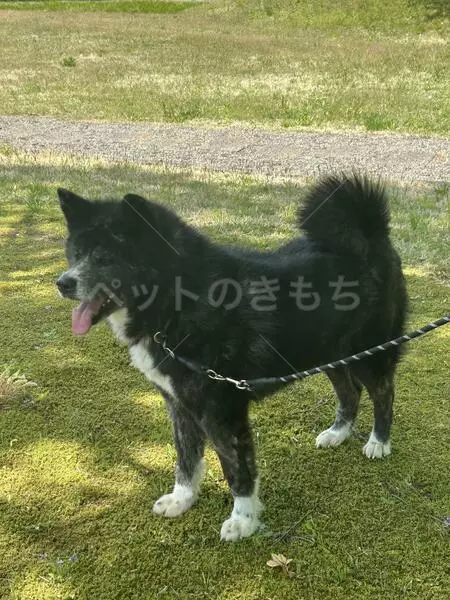 迷子犬の画像