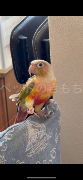 迷子鳥の画像
