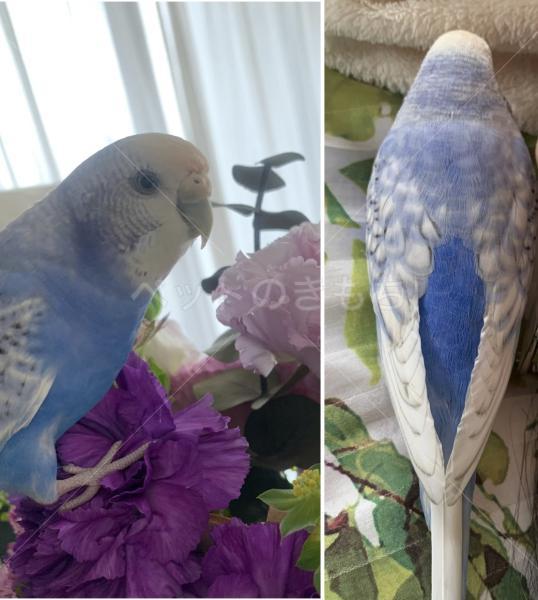 迷子鳥の画像