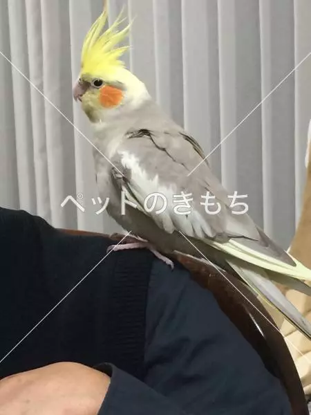 迷子鳥の画像