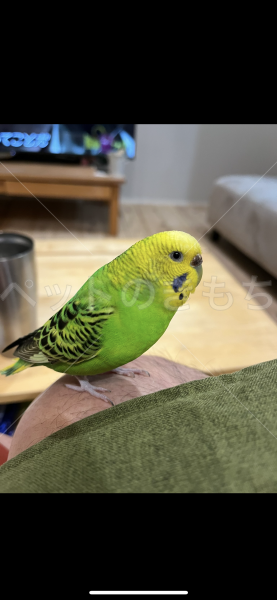 迷子鳥の画像