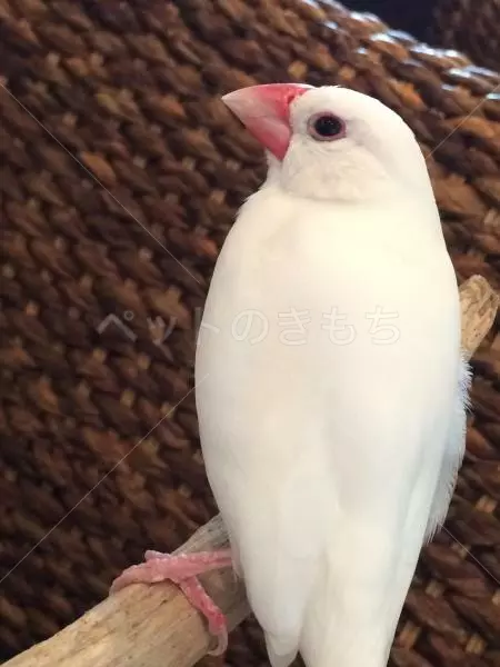 保護鳥の画像