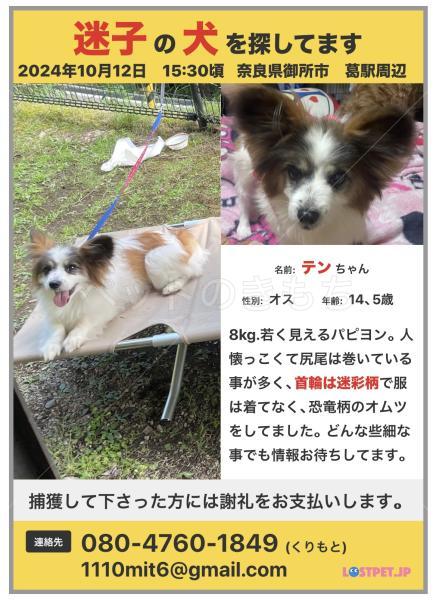 迷子犬の画像