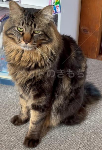 迷子猫の画像