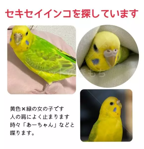 迷子鳥の画像