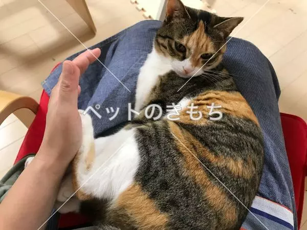 迷子猫の画像