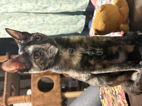 迷子猫の画像