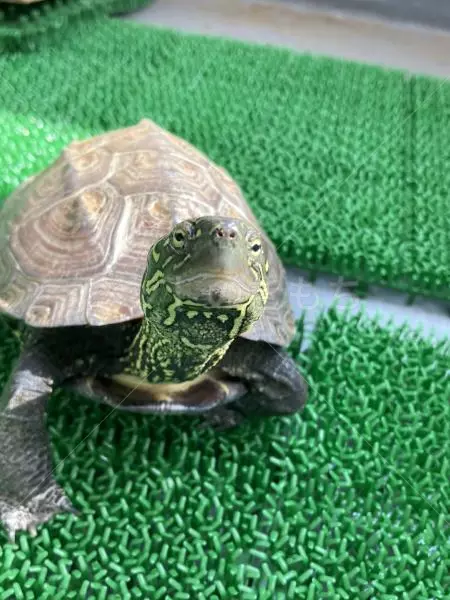 迷子ペットの画像