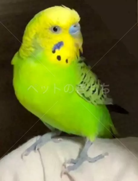 保護鳥の画像