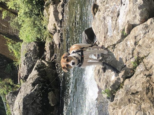 迷子犬の画像