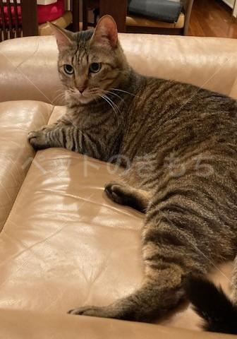 迷子猫の画像
