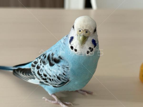 迷子鳥の画像