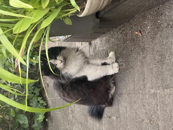 コメントの画像