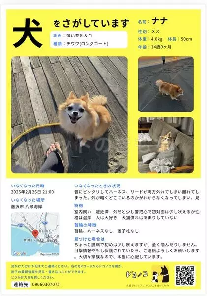 迷子犬の画像