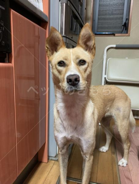 迷子犬の画像