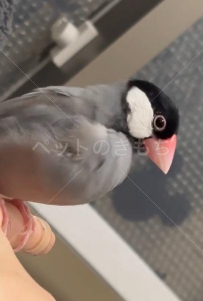 迷子鳥の画像