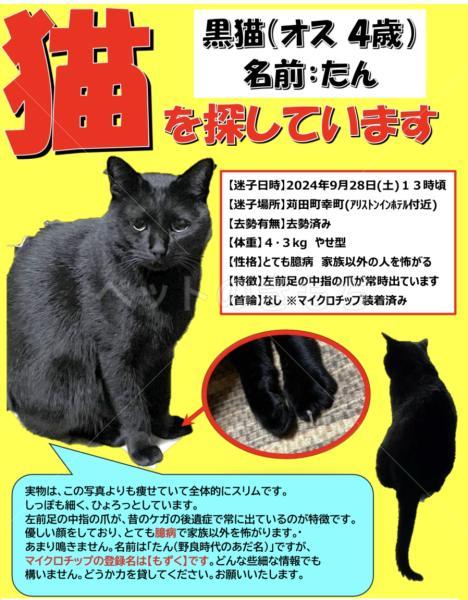 迷子猫の画像