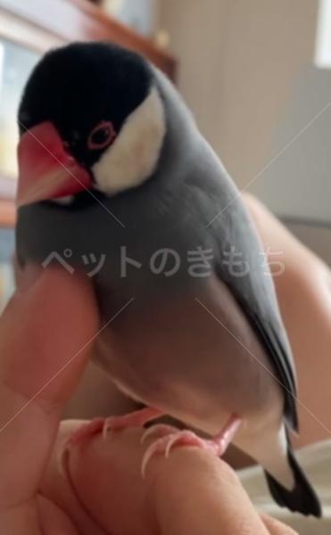 迷子鳥の画像